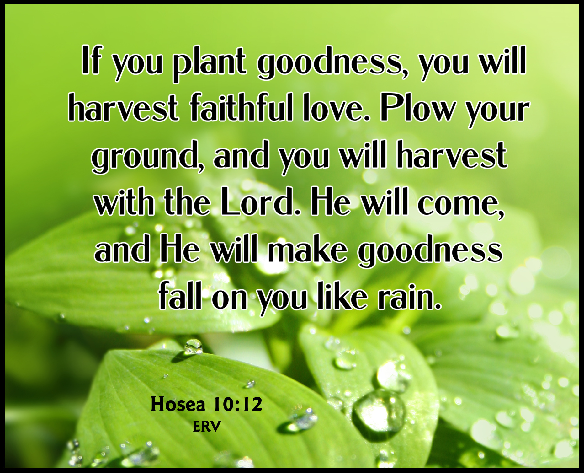 Sowing Drop Quote